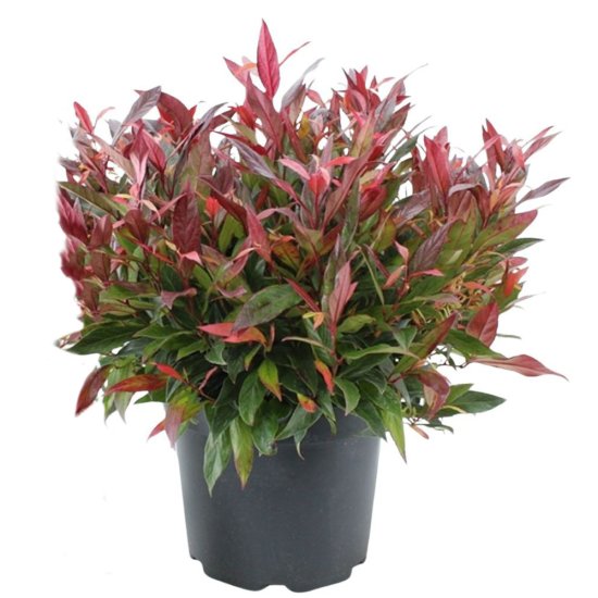 Леукотоэ пазушная Ред Липс C h20 - 25 см