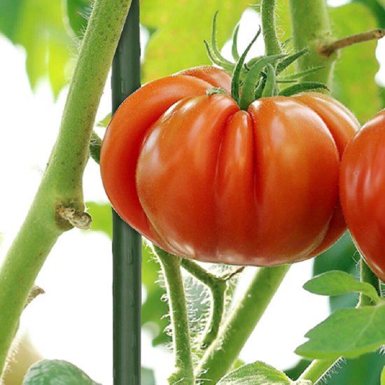 Опора для растений Garden Show металлическая 750 мм (266436)