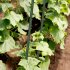 Опора для растений Garden Show металлическая 750 мм (266437)