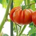 Опора для растений Garden Show металлическая 750 мм (266437)