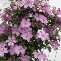 Клематис Оберек ø9 h15 см