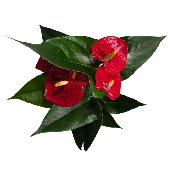 Антуриум Эскудо ø12 h35 см