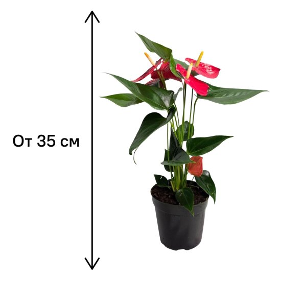 Антуриум Эскудо ø12 h35 см