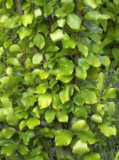 Бук лесной Давик Голд h60 - 80 см