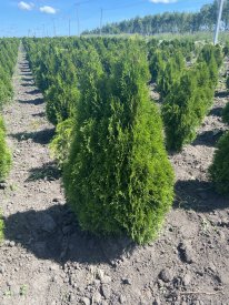 Туя Смарагд ø75 h80 - 100 см