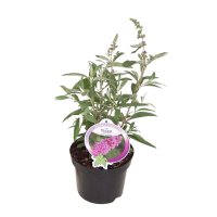 Буддлея Давида Баз Виолет h30 - 40 см