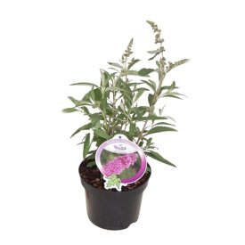 Буддлея Давида Баз Виолет h30 - 40 см