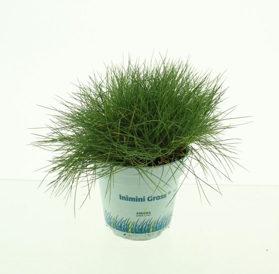 Овсяница Готье Амигрин ø10.5 h20 см