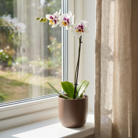 Фаленопсис ø12 h45 см