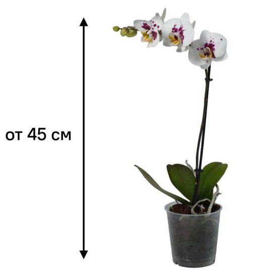 Фаленопсис ø12 h45 см