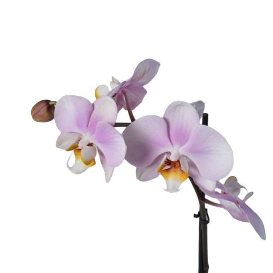 Фаленопсис ø12 h45 см