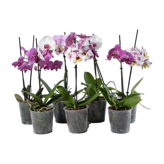 Фаленопсис ø12 h45 см