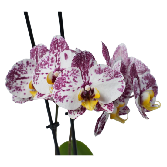 Фаленопсис ø12 h45 см