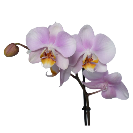 Фаленопсис ø12 h45 см