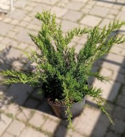 Можжевельник Минт Джулеп ø28 h15 - 20 см