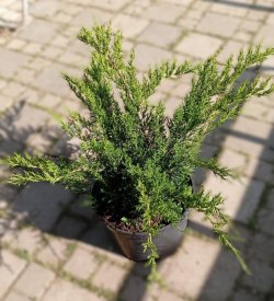Можжевельник Минт Джулеп ø28 h15 - 20 см