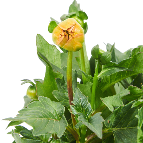 Георгины клубневые микс ø13 h15 см