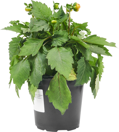 Георгины клубневые микс ø13 h15 см