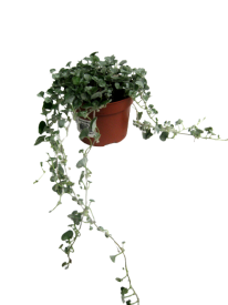 Дихондра микс ø11 h25 см