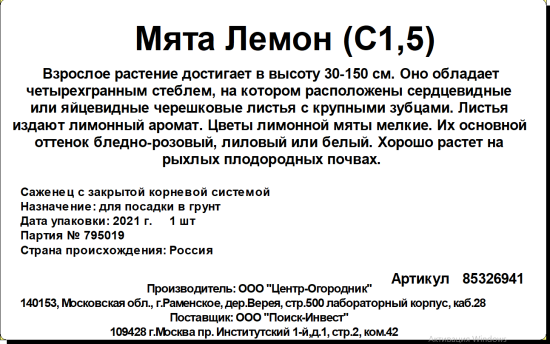 Мята Лемон ø15 h20 см