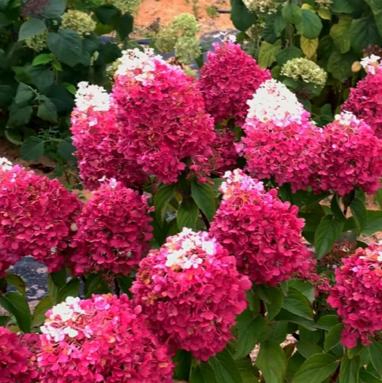 Гортензия метельчатая микс ø20 h30 см