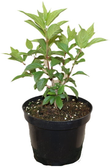 Гортензия метельчатая микс ø20 h30 см