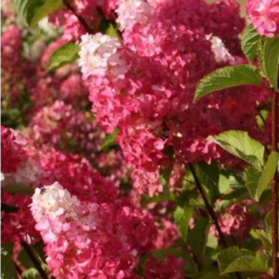 Гортензия метельчатая микс ø20 h30 см