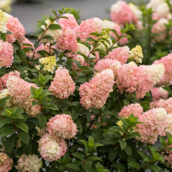 Гортензия метельчатая микс ø20 h30 см