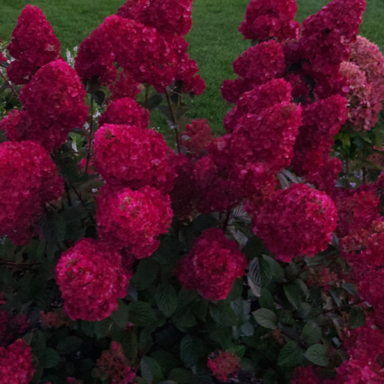 Гортензия метельчатая микс ø20 h30 см