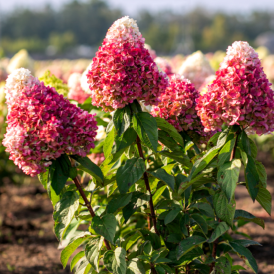 Гортензия метельчатая микс ø20 h30 см