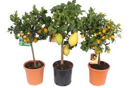 Цитрус микс ø21 h70 см