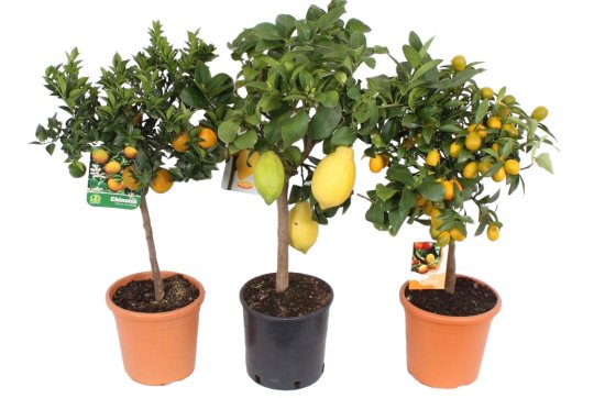 Цитрус микс ø21 h70 см