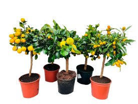 Цитрус микс ø19 h65 см