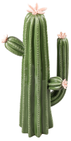 Декоративная фигура Dream River Кактус керамика зеленый 12x40 см