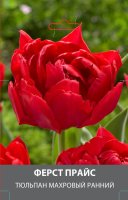 Тюльпан махровый ранний Ферст Прайс луковицы 10