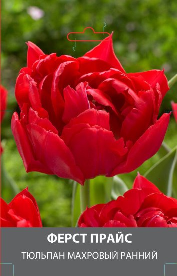 Тюльпан махровый ранний Ферст Прайс луковицы 10