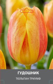 Тюльпан Триумф Гудошник луковицы 10/11