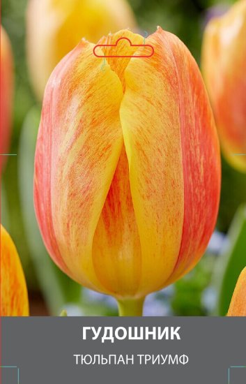 Тюльпан Триумф Гудошник луковицы 10/11