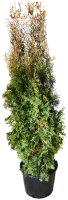 Туя западная Колумна h180 см