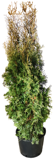 Туя западная Колумна h180 см