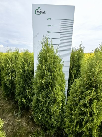 Туя западная Колумна h180 см