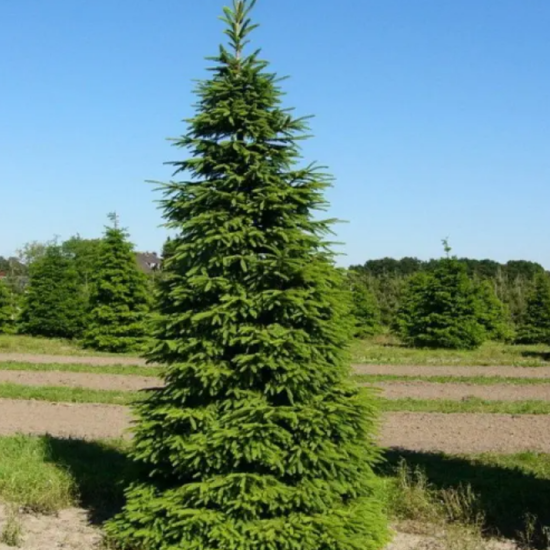 Ель обыкновенная ø20 h40 см