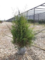 Туя западная Брабант ø40 h100 - 120 см