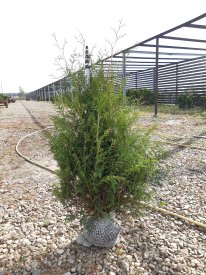 Туя западная Брабант ø40 h100 - 120 см