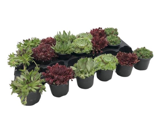 Семпервивум микс ø9 h10 см