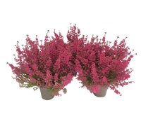 Эрика Грацилис красная ø13 h35 см