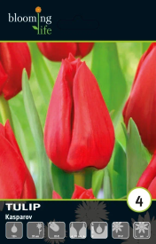 Тюльпан Триумф Каспаров луковицы 12
