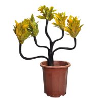 Кодиеум Вариегата Бонсай ø26 h55 см