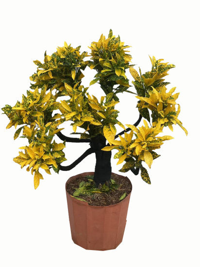 Кодиеум Вариегата Бонсай ø26 h55 см