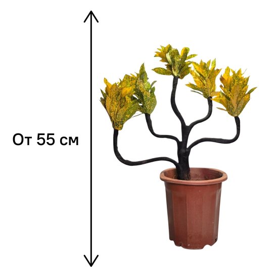 Кодиеум Вариегата Бонсай ø26 h55 см